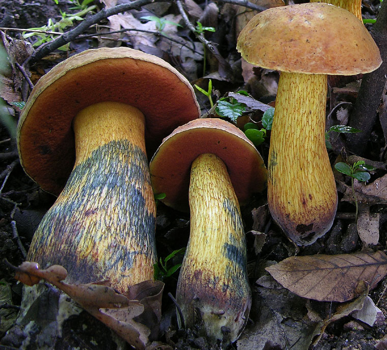 Boletus luridus e Leccinum carpini.